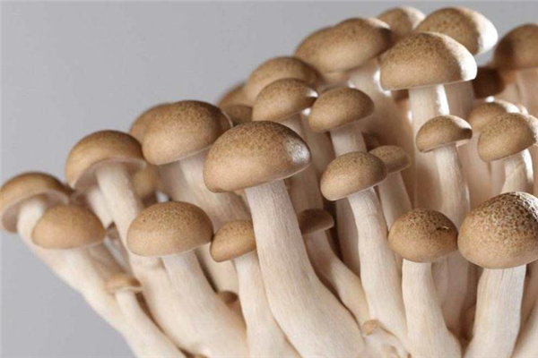 如何做蟹味菇,蟹味菇的吃法