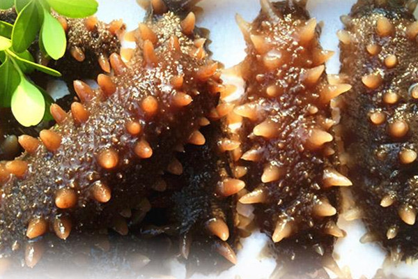 不宜吃海参的人群,海参什么人能吃什么人不能吃