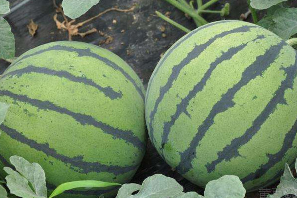 挑西瓜怎么挑,西瓜怎么挑好吃又甜