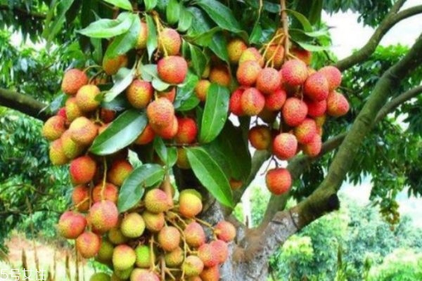 为什么吃了荔枝会查出酒精,荔枝为什么会产生酒精