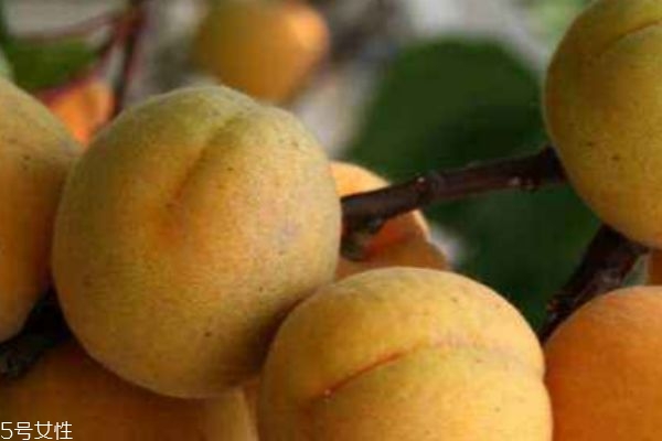 吃杏子的好处,吃杏子的好处和功效 吃杏子的好处,吃杏子的好处和功效