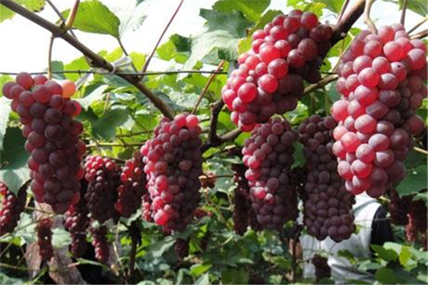 脾胃不好能吃葡萄吗,脾胃虚弱能吃葡萄吗