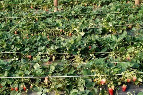 草莓吃多的危害,哪些病不能吃草莓