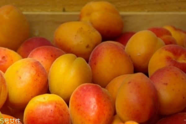 枇杷和杏子的区别图片,枇杷和杏子的区别