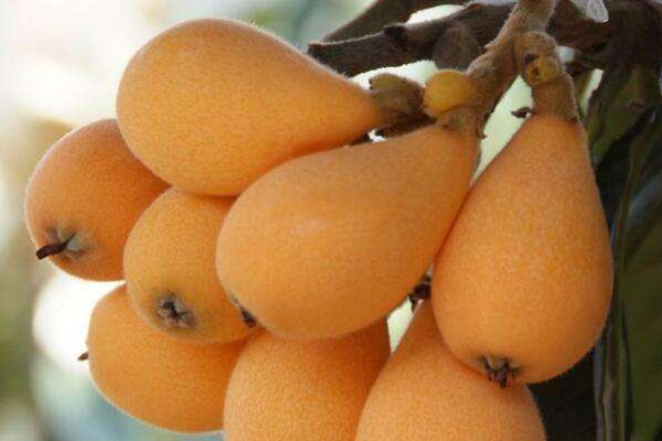 枇杷功效和作用,枇杷泡酒的功效和作用能治胃病吗