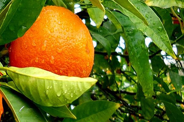 柑橘的营养价值及功效和作用,柑橘的营养价值柑橘的营养