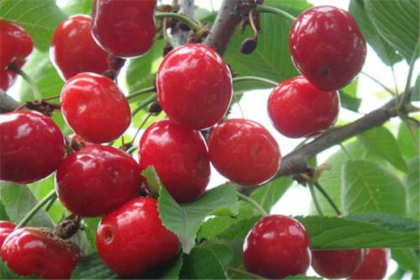 正确的樱桃酒酿制方法,樱桃酿酒的几种方法 正确的樱桃酒酿制方法,樱桃酿酒的几种方法