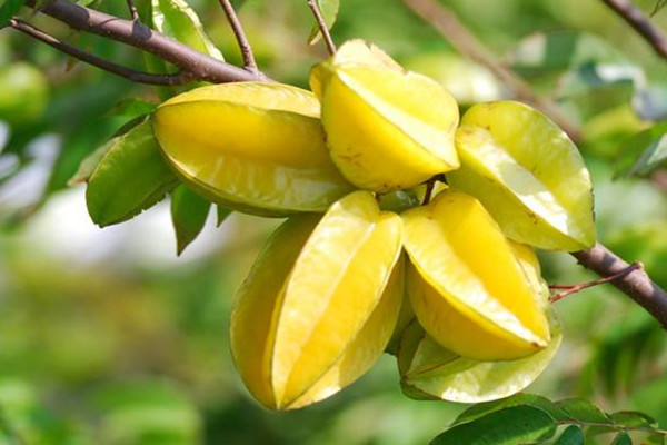 杨桃的功效和作用吃法,杨桃的功效和作用及营养价值