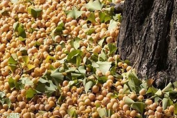 白果的用途和使用方法,白果的处理方法