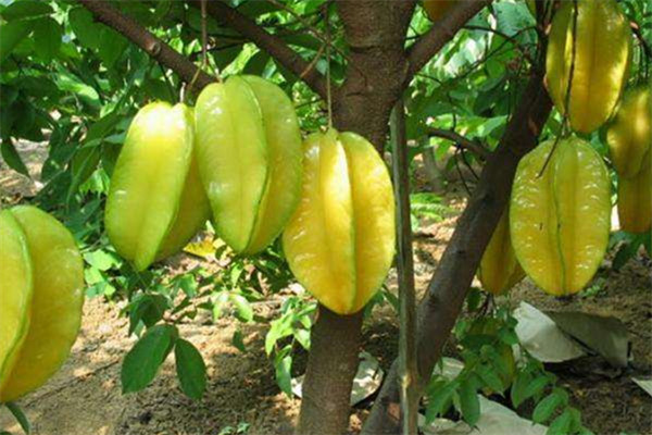 杨桃不能和什么一起吃,杨桃不能跟什么食物一起吃