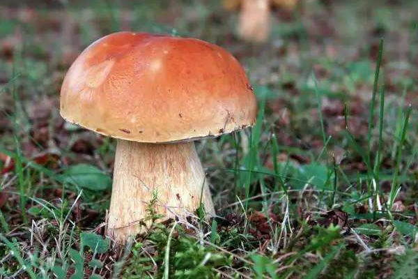 蘑菇的功效和作用禁忌,蘑菇的功效和作用以及营养价值