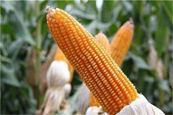 玉米的功效和作用,玉米的功效和作用及营养价值