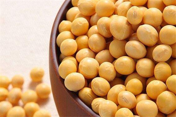 黄豆的功效和作用及营养价值,黄豆的功效和作用禁忌 黄豆的功效和作用及营养价值,黄豆的功效和作用禁忌