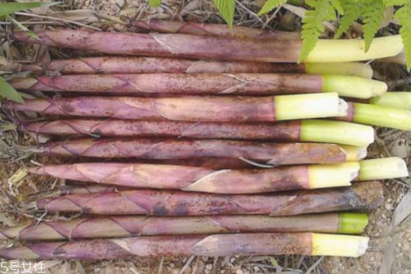 春笋的保存方法有哪些,春笋的保存方法