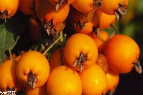 枇杷怎么保存时间长,枇杷怎么保存可冷藏吗 枇杷怎么保存时间长,枇杷怎么保存可冷藏吗