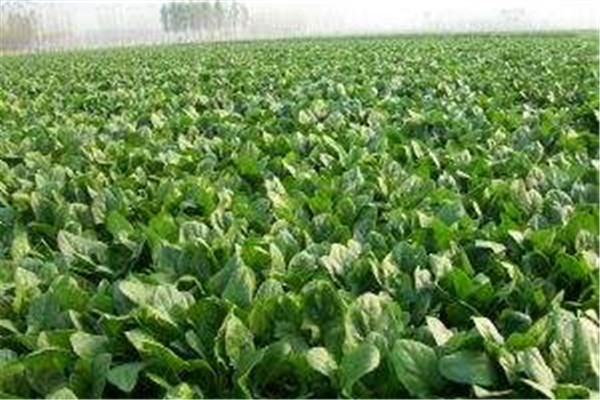 菠菜不能和什么一起吃,菠菜不能和什么一起吃/同吃 食物相克大全