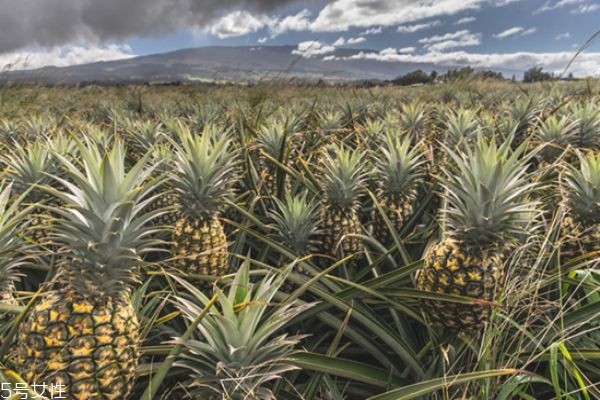 吃完菠萝舌头出血原因,吃了菠萝舌头出血怎么回事 吃完菠萝舌头出血原因,吃了菠萝舌头出血怎么回事