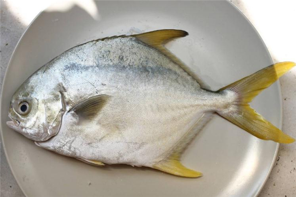 金鲳鱼的做法和步骤,怎样做金鲳鱼好吃窍门 金鲳鱼的做法和步骤,怎样做金鲳鱼好吃窍门