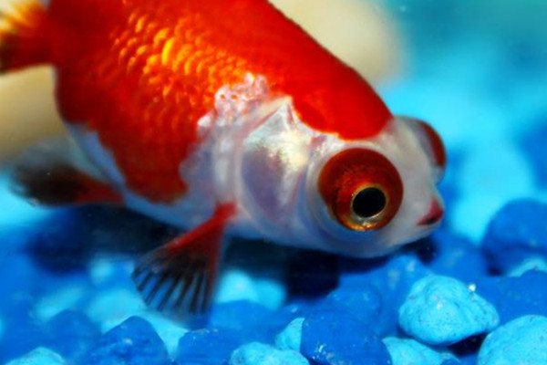 养金鱼的方法和技巧,怎样养好金鱼的方法