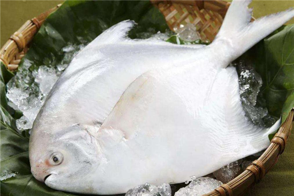 白鲳鱼的价格,鲳鳊鱼价格