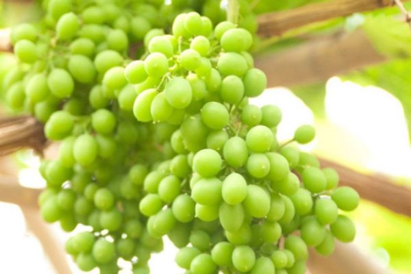 葡萄不甜是什么原因,葡萄甜不甜