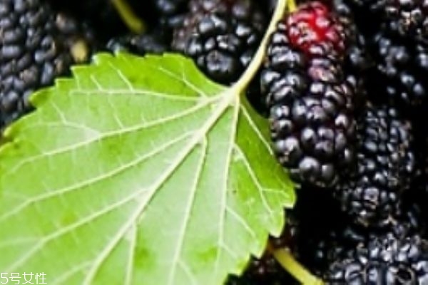 怎么判断桑葚坏了,桑葚干变质是什么样