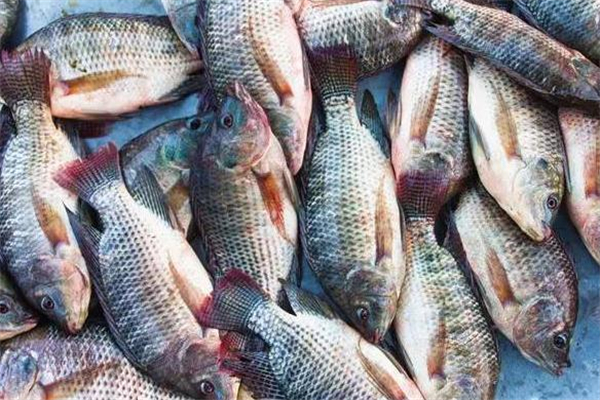 养罗非鱼赚钱吗,养罗非鱼赚钱吗 农村