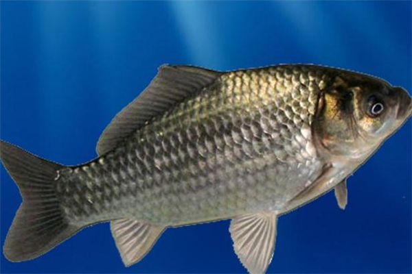 罗非鱼的种类图片和名字,罗非鱼的种类