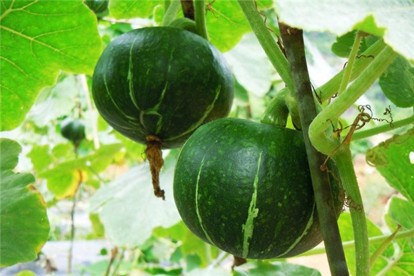 青南瓜饼怎么做好吃窍门,青南瓜饼的制作方法步骤