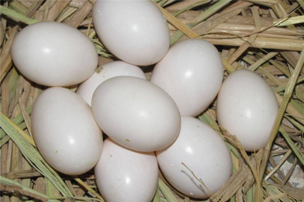 吃鸽子蛋的禁忌,鸽子蛋的正确吃法