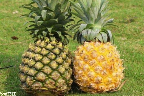 凤梨和菠萝的区别在哪里,菠萝和凤梨有什么不同的营养价值