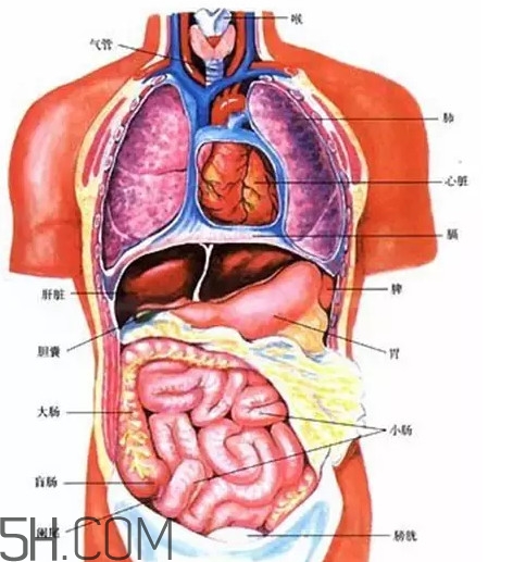 胃在哪个位置图片,胃在哪个位置图女性