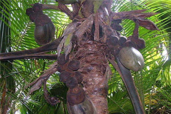 海底椰是椰子吗?,海底椰是什么