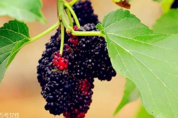 桑葚怎么挑选,桑葚最好的食用方法