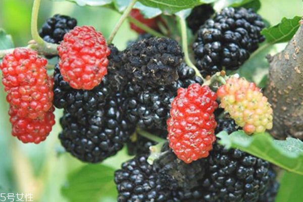 桑椹每天可以吃多少,桑椹每天吃多少好