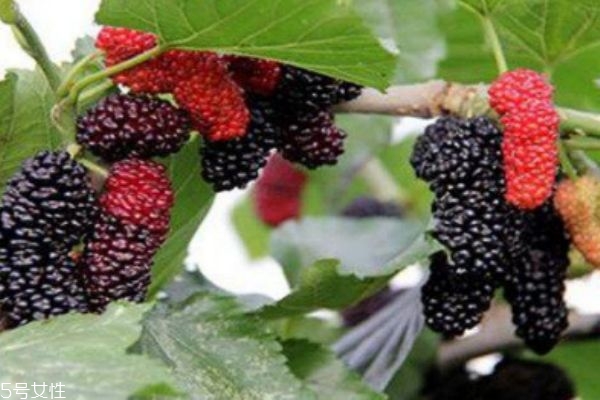 桑葚会有虫子吗,桑葚里面有寄生虫吗