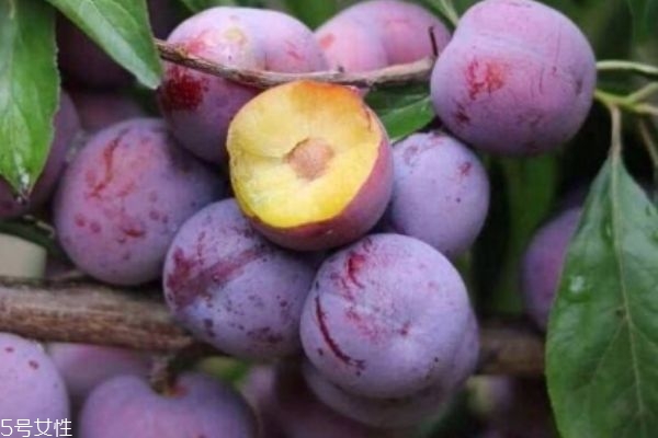 西梅怎么挑选,西梅怎么挑选好吃