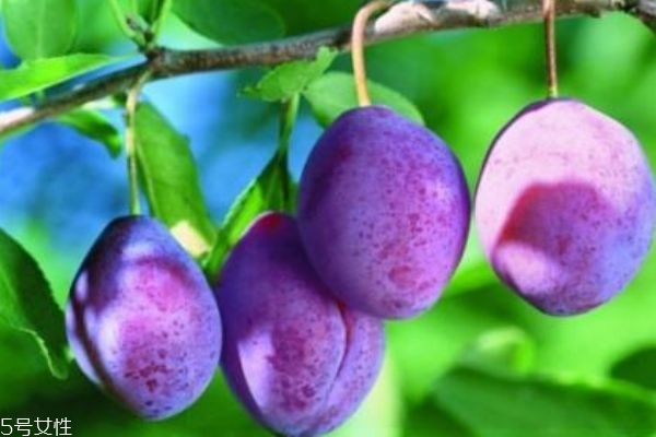 西梅不能和什么一起吃/同吃,西梅不能和什么一起吃?