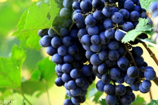 孕妇多吃葡萄有什么好处,怀孕期间吃葡萄的好处