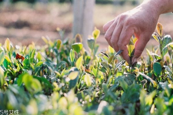 崂山绿茶苦吗,崂山绿茶好吗