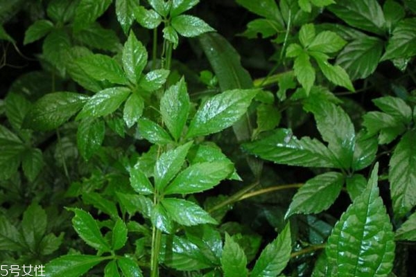 绞股蓝多久能降血压,绞股蓝降血压多久起效