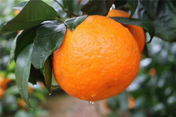 柑橘和螃蟹能一起吃吗,沃柑不能和什么食物一起吃