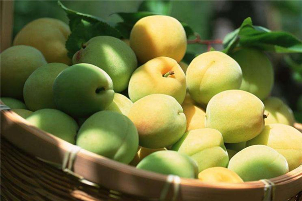 酸梅和青梅是一种水果吗,青梅是寒性水果吗