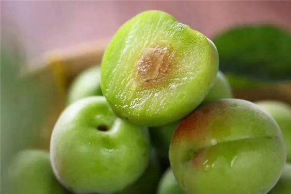 青梅为什么可以治便秘,青梅能治便秘吗