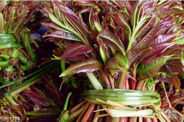 香椿的营养价值和功效和作用,香椿的营养价值和药用价值 香椿的营养价值和功效和作用,香椿的营养价值和药用价值