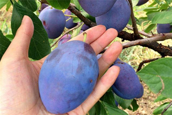 吃完螃蟹可以吃西梅吗?,螃蟹和西梅可以一起吃吗