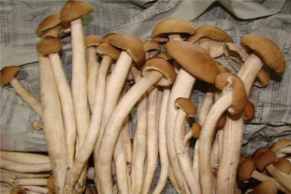 茶树菇去火吗,茶树菇上火还是降火