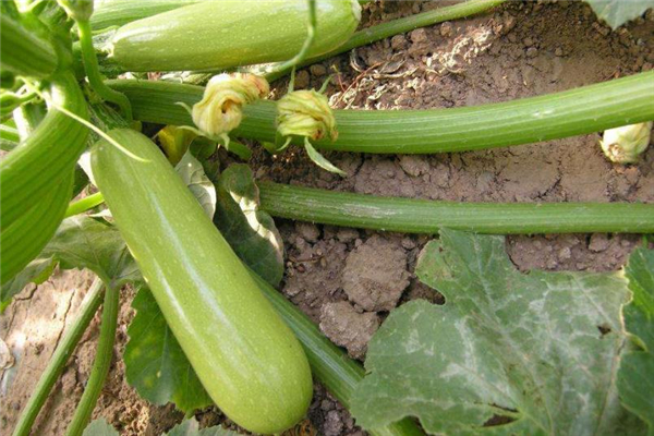 冬天西葫芦冻了还能吃吗,冰箱里的西葫芦冻了还能吃吗