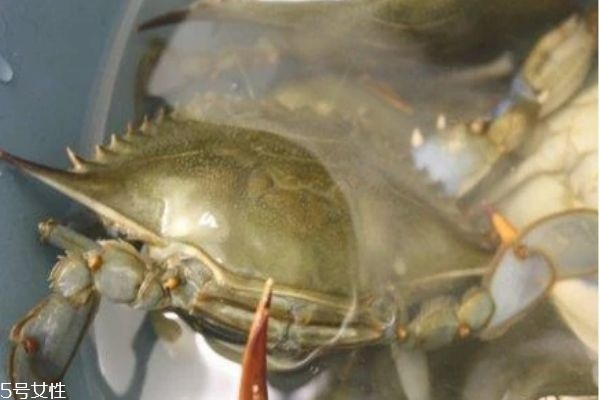 阳澄湖的大闸蟹和其他的有什么区别,阳澄湖大闸蟹跟普通大闸蟹的区别 阳澄湖的大闸蟹和其他的有什么区别,阳澄湖大闸蟹跟普通大闸蟹的区别