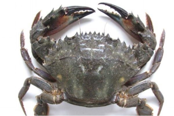 三门青蟹怎么保存过夜,三门青蟹怎么保存方法